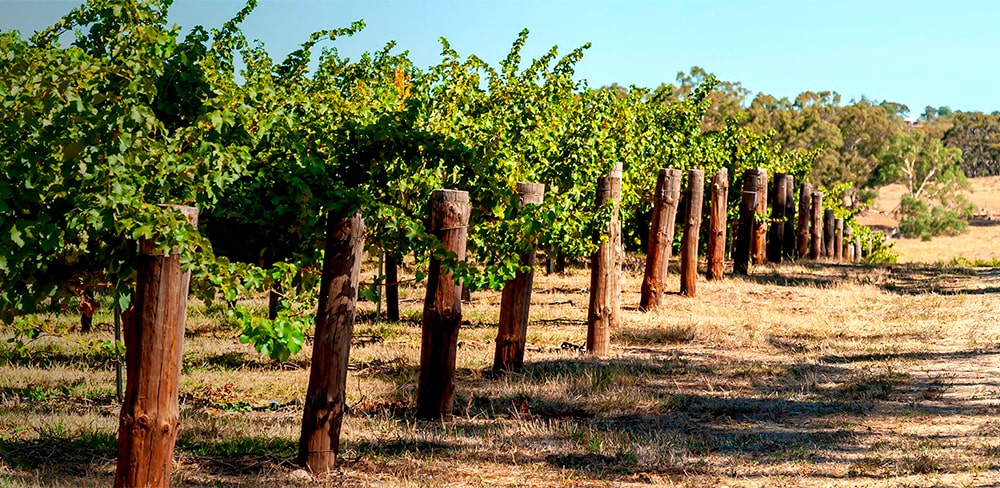 https://www.vinocorpperu.com/images/bodegas/angas/SouthAustralia-min.jpg