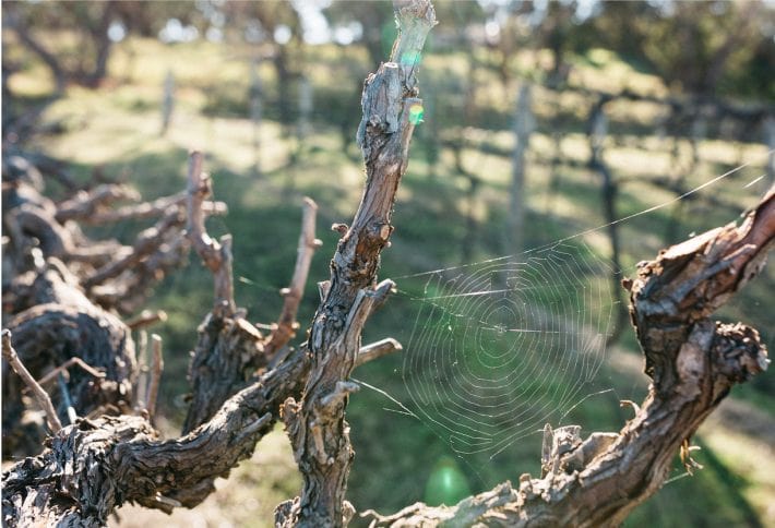 https://www.vinocorpperu.com/images/bodegas/darenberg/The-Wine-Sustainability-Pests-710x484-min.jpg