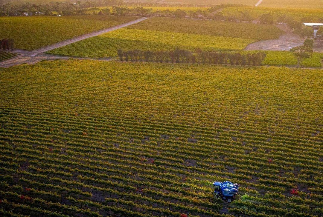 https://www.vinocorpperu.com/images/bodegas/darenberg/zeroemision-min.jpg