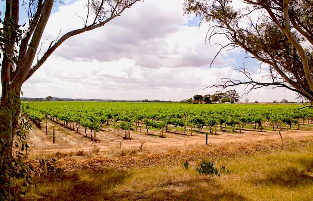 https://www.vinocorpperu.com/images/bodegas/earthworks/Earthworks-viñedo-min.jpg