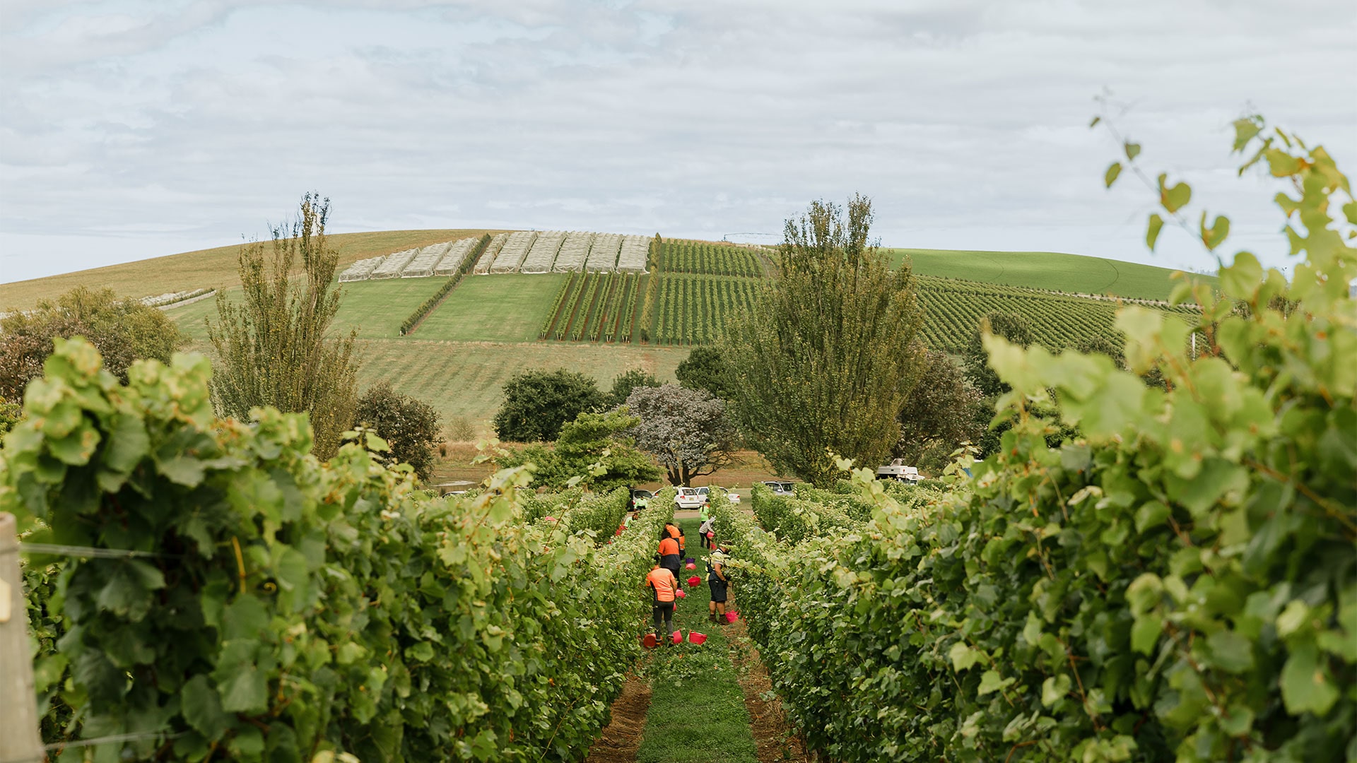 https://www.vinocorpperu.com/images/bodegas/jansz/PipersRiver-min.jpg