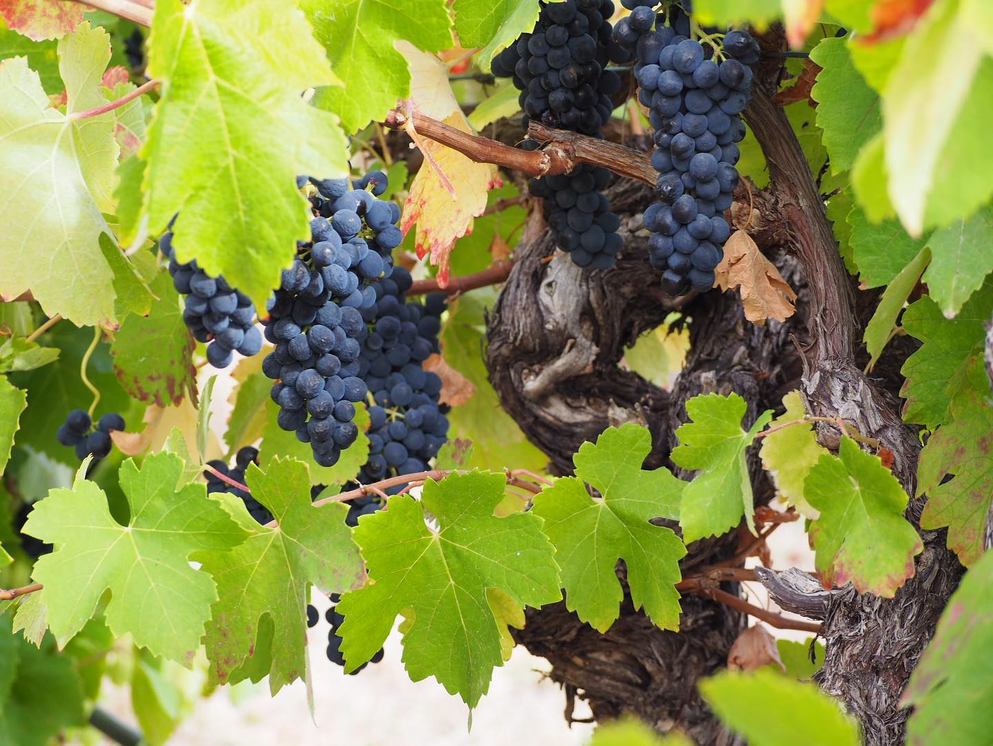 https://www.vinocorpperu.com/images/bodegas/lakebreeze/vinedo-min.jpg
