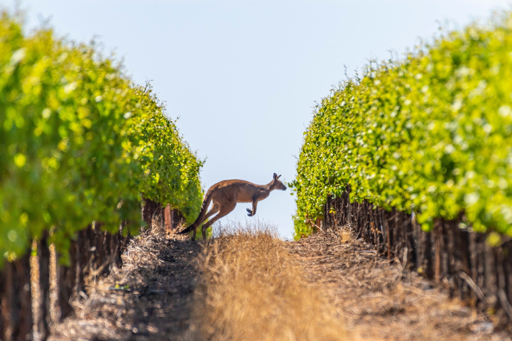https://www.vinocorpperu.com/images/bodegas/oxfordlanding/NATURALEZA-min.jpg