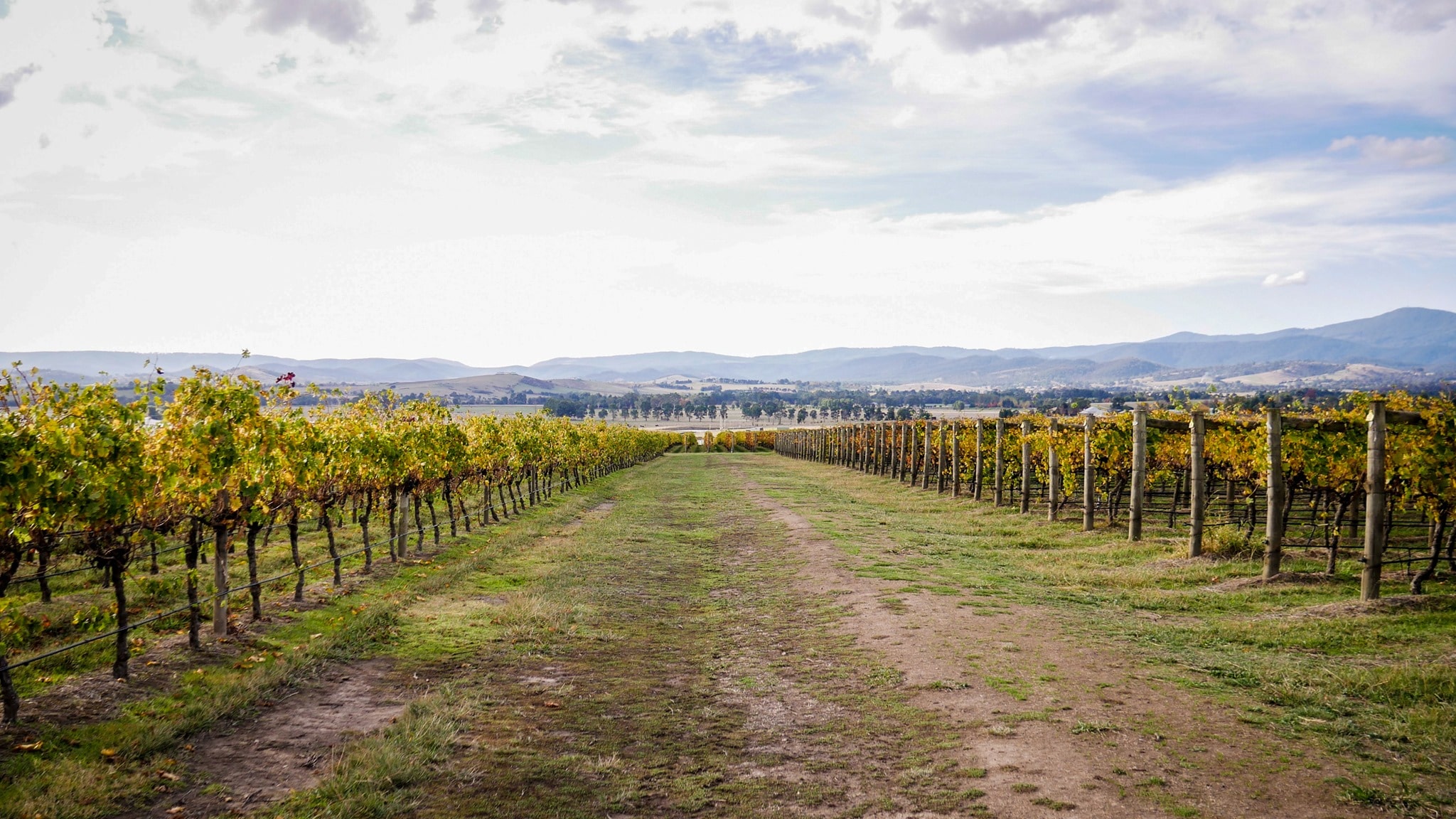 https://www.vinocorpperu.com/images/bodegas/puntroad/VINEDO-min.jpg