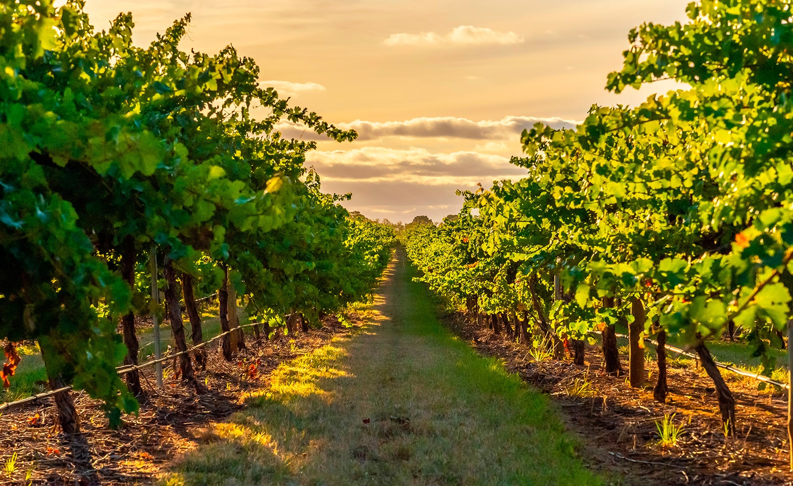 https://www.vinocorpperu.com/images/bodegas/yalumba/Coonawarra-min.jpg