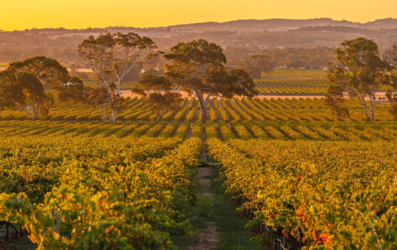 https://www.vinocorpperu.com/images/bodegas/yalumba/The-Signature-min.jpg