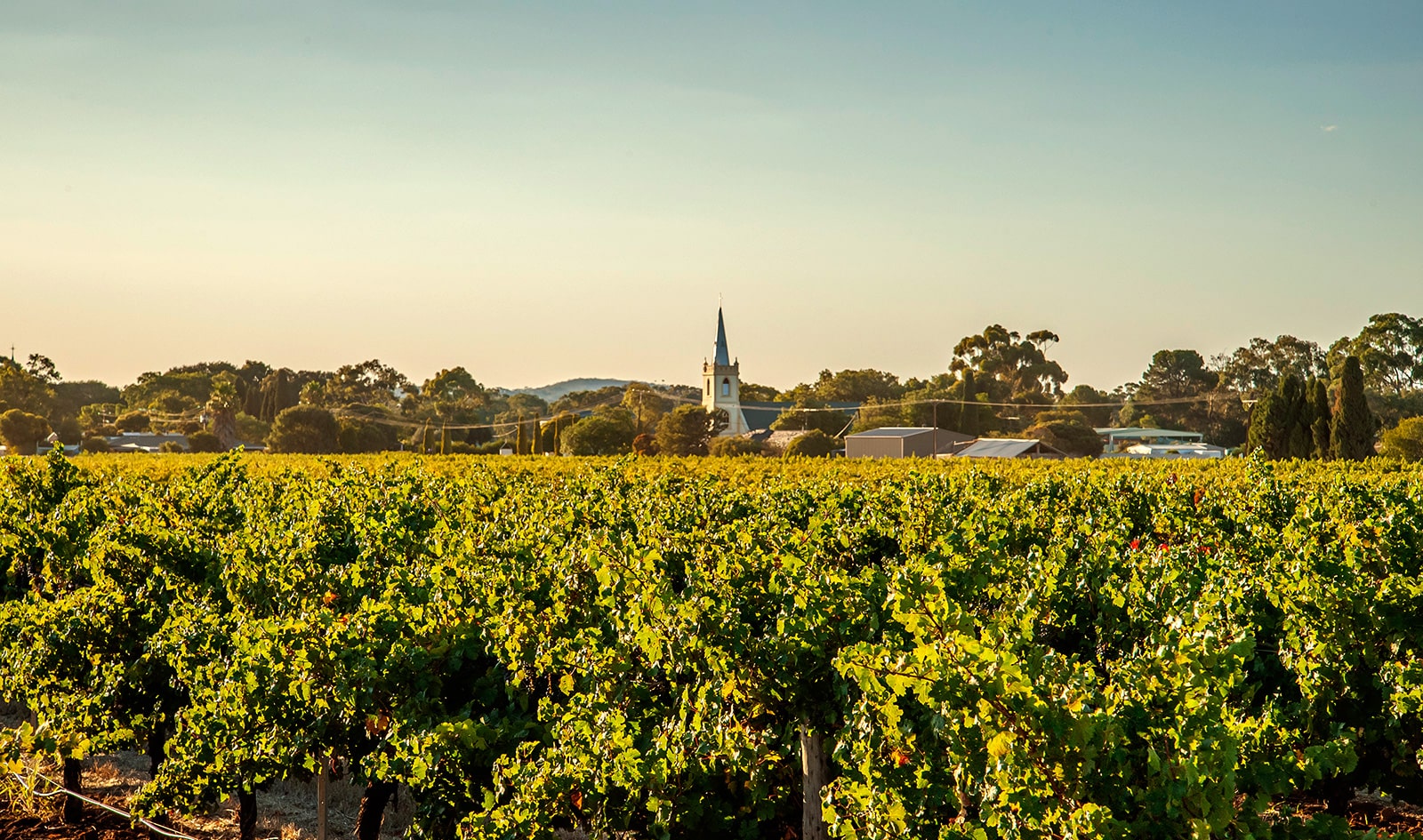 https://www.vinocorpperu.com/images/bodegas/yalumba/The-Steeple-min.jpg