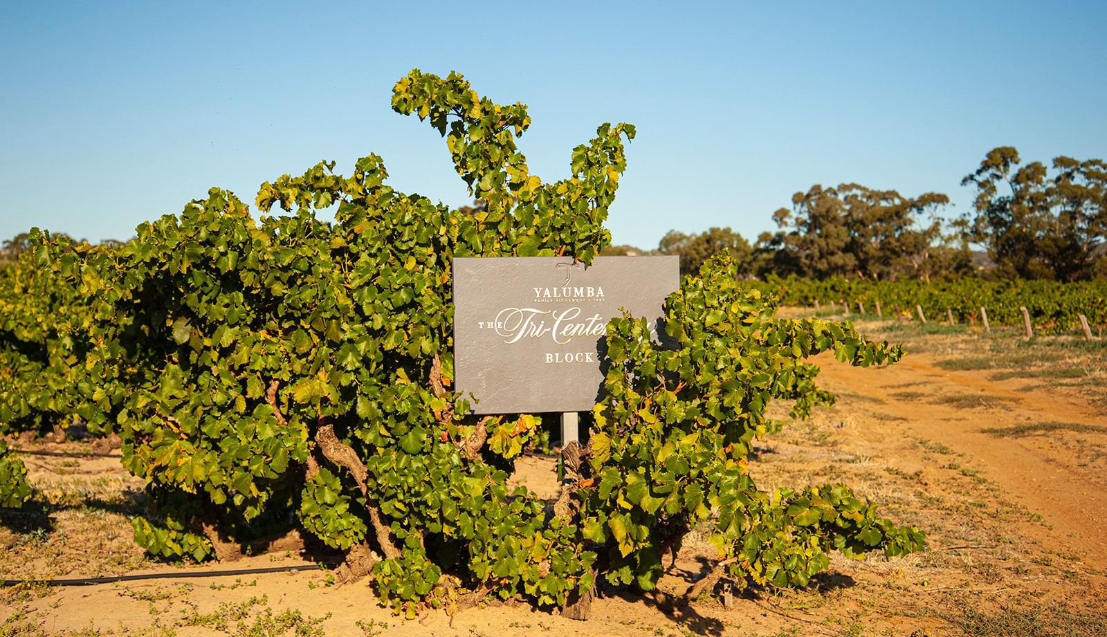 https://www.vinocorpperu.com/images/bodegas/yalumba/The-Tri-Centenary-min.jpg