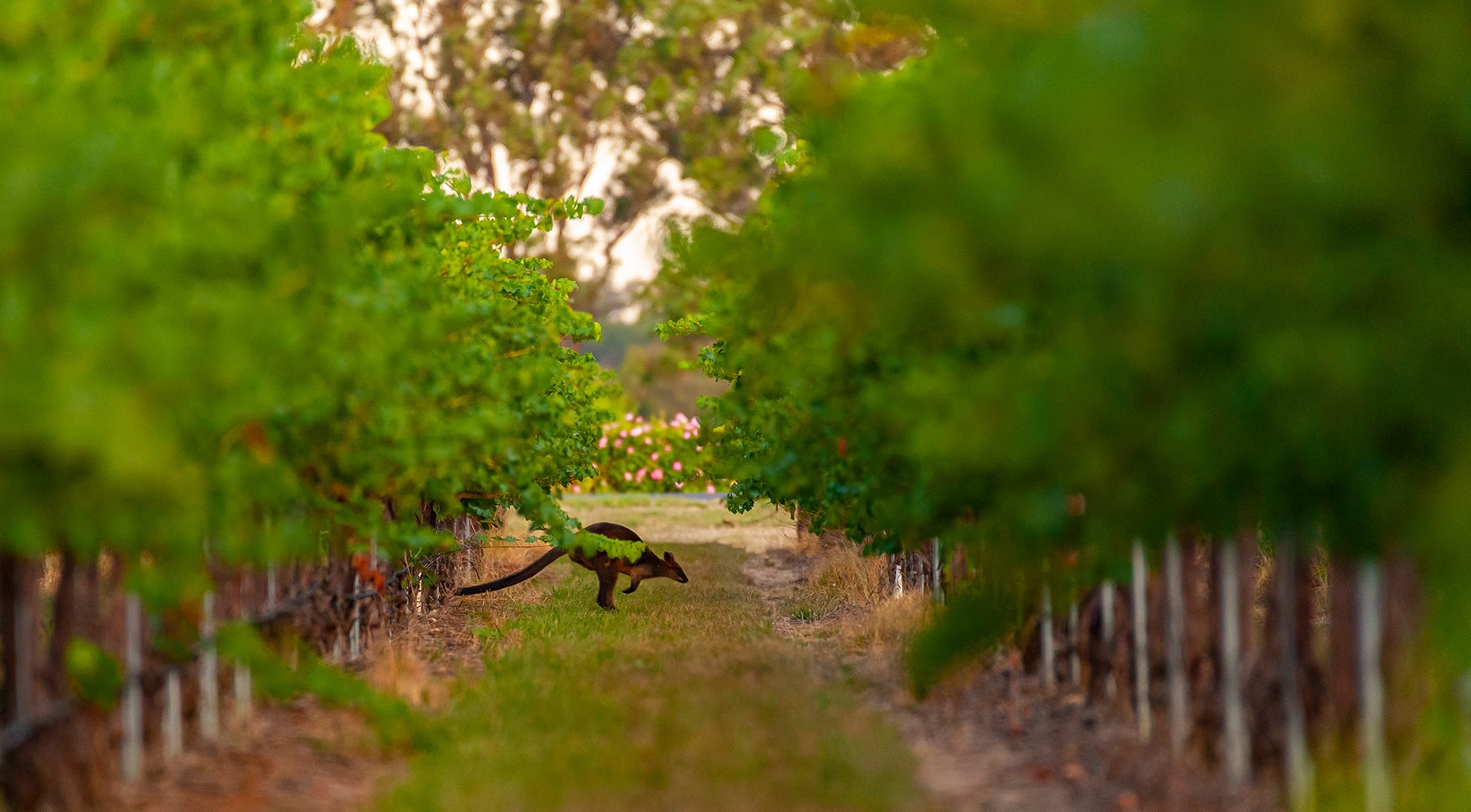 https://www.vinocorpperu.com/images/bodegas/yalumba/sostenible1-min.jpg