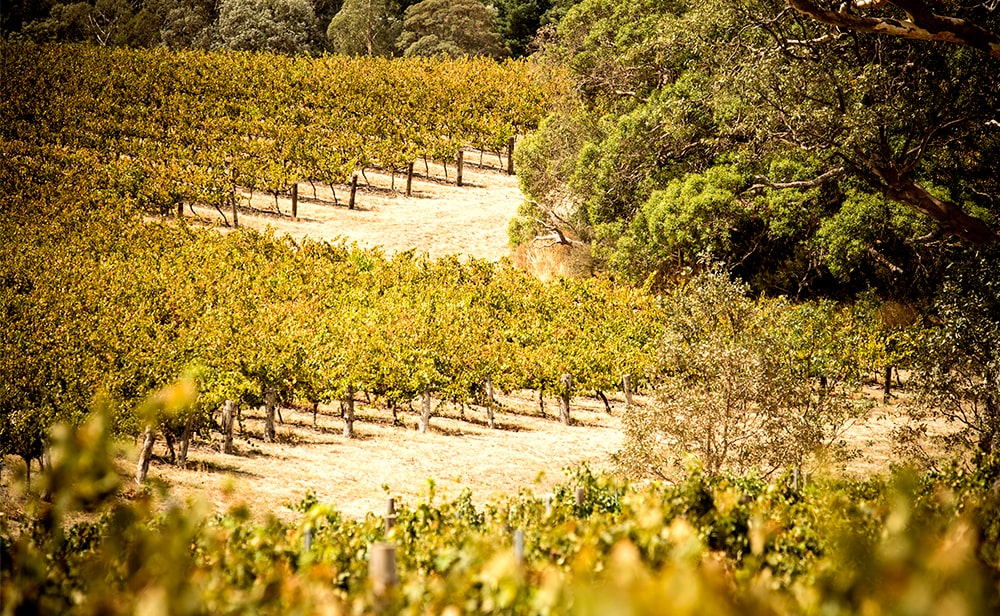 https://www.vinocorpperu.com/images/bodegas/yalumba/sostenible3-min.jpg